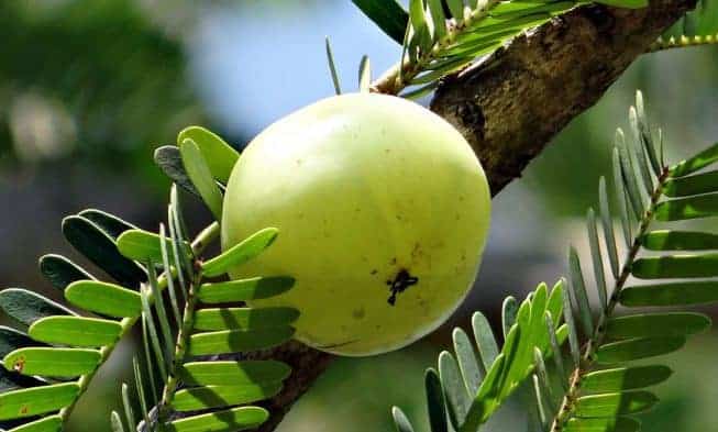 Amla