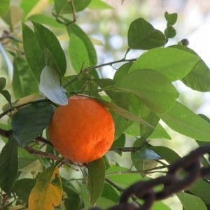 de laranja amarga