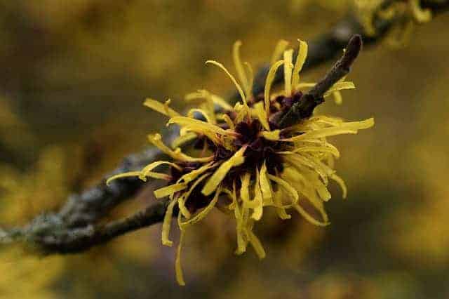 Hamamelis virginiana