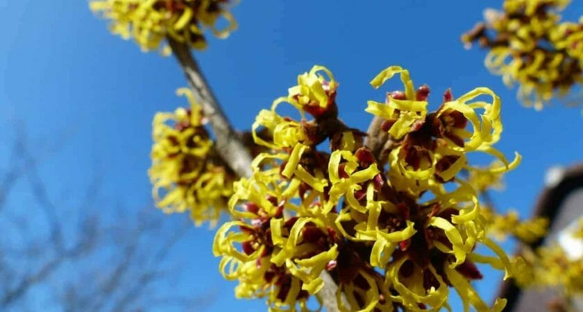 witch hazel 244996 1280