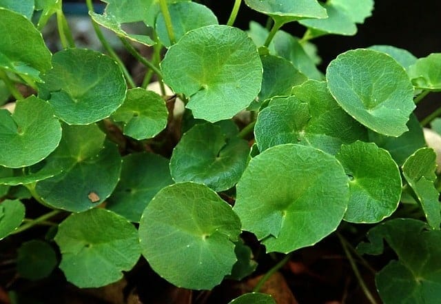 Gotu kola