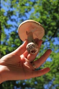 cogumelo na mão