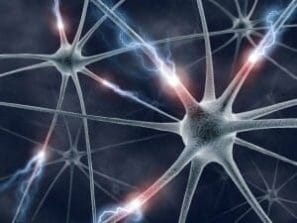 neurónios