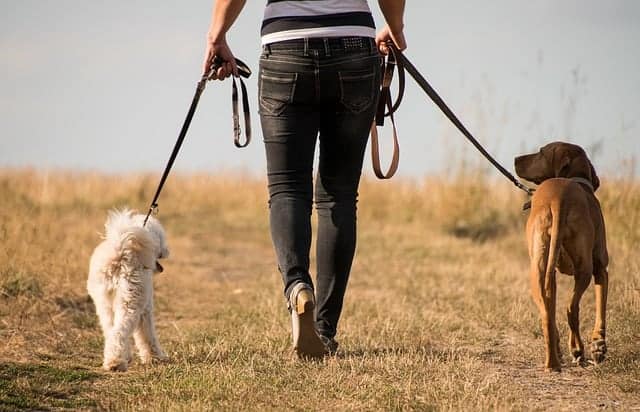 a mulher caminha com cães