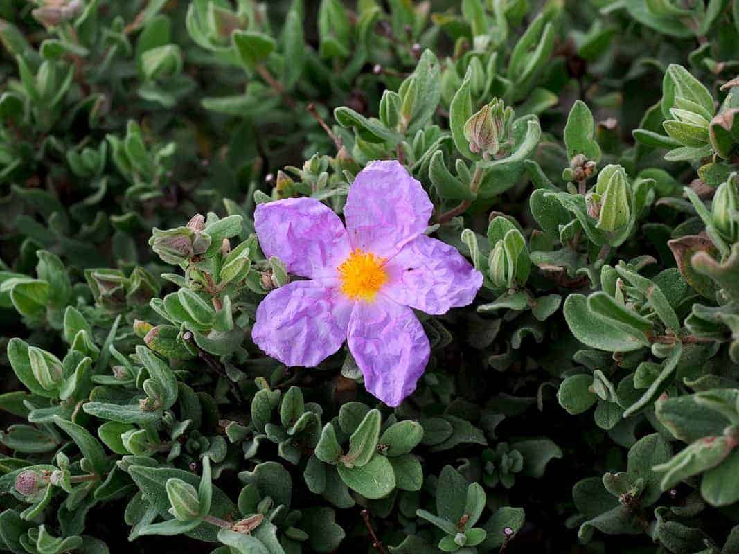 rockrose 1090068 1280