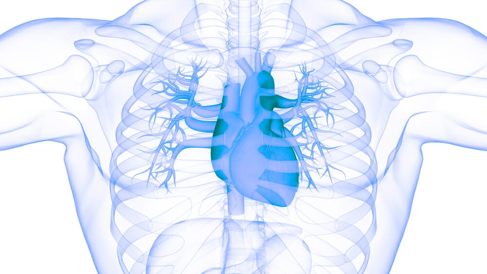  gráfico que retrata o coração humano