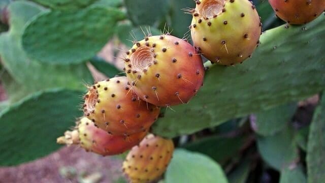 prickly pears g79569dc09 640