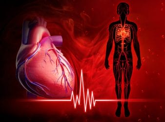  Coração e sistema circulatório