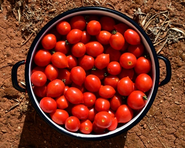  Tomates na panela