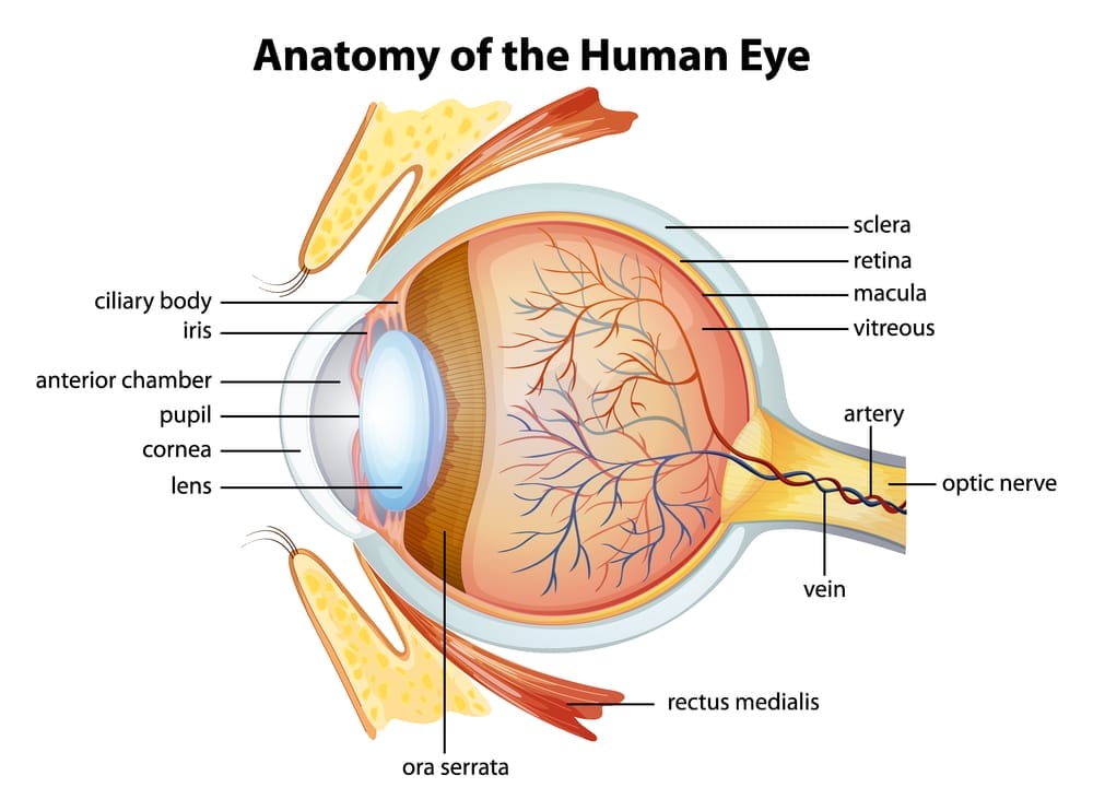  diagrama do olho humano