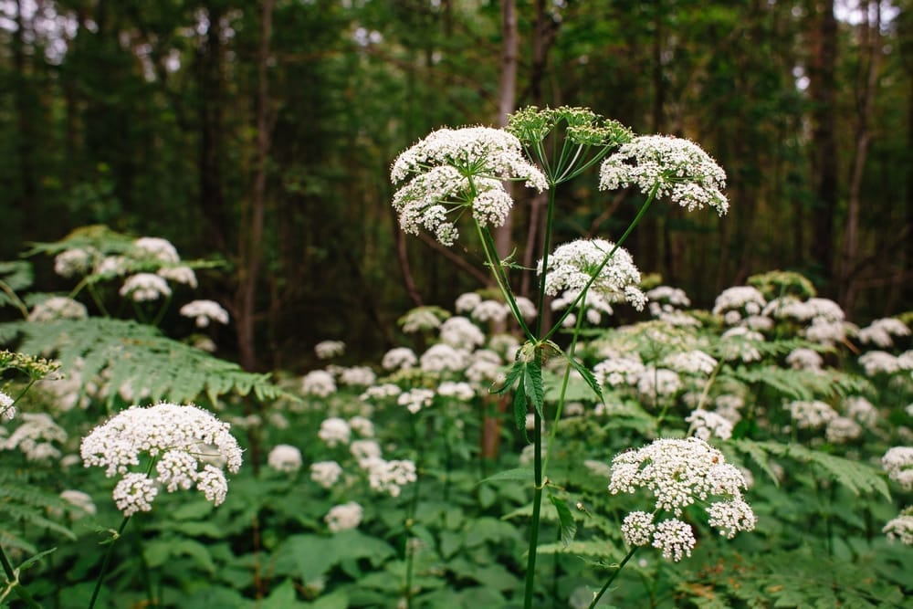 sabugueiro em flor